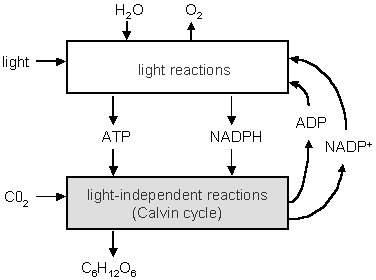 Light Dependent Reactions Flow Chart